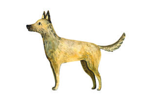 Belgian Malinois Watercolor for Dog Crafts & Sellers