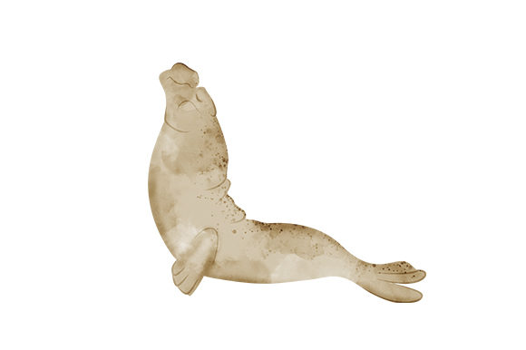 Elephant Seal Watercolour for Animal Crafts & Products
