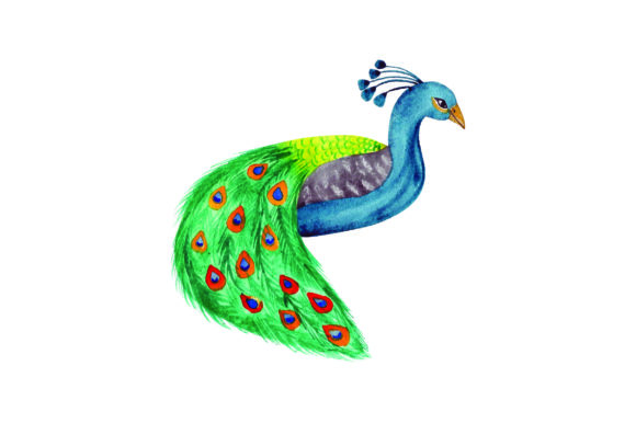 Peacock Watercolor: Crafts & Animals Design Asset Review