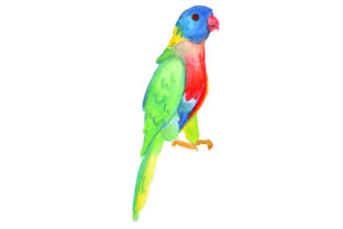 Rainbow Lorikeet in Watercolor: An Australian Crafts Asset Review