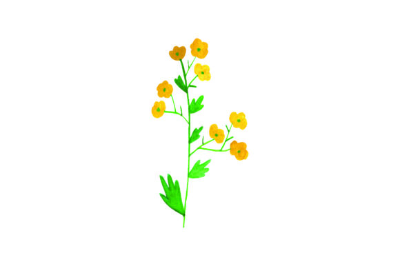 Watercolour Buttercups Crafts & Nature Amp Review